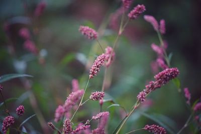 Close-up of pink flowering plant