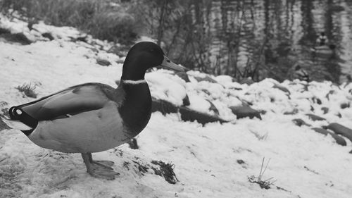 Close-up side view of a bird on snow