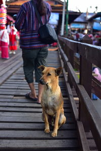 Rear view of woman with dog on railing