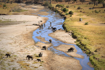 Elephants from different herds gathering at the river bed during dry season. 