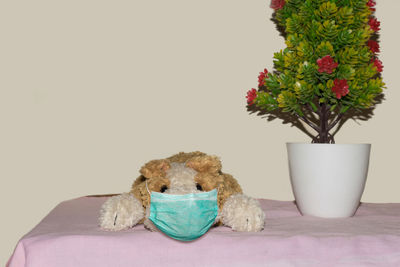 Potted plant on table against white background