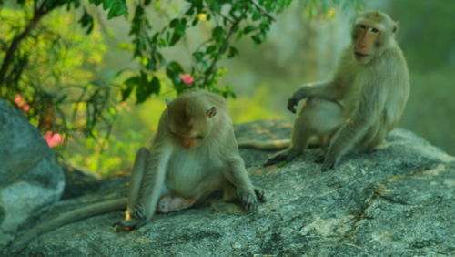 Monkey sitting on rock