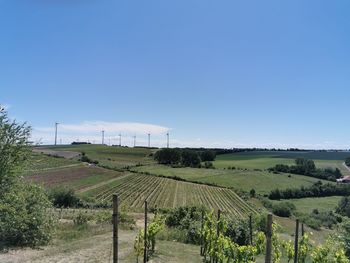 Scenic view of vineyard against clear sky