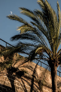 Low angle view of palm trees against sky