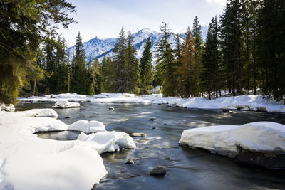 Scenic view of frozen forest against sky