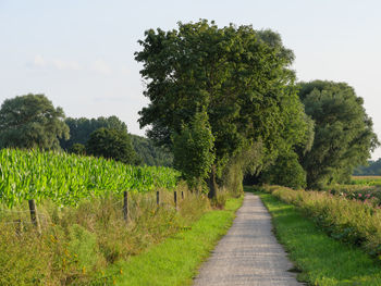 Road amidst trees on field against sky