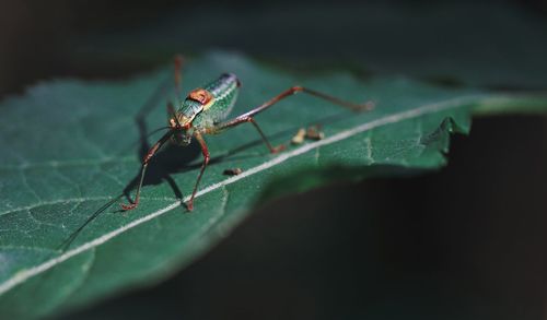 Close-up of insect on leaf