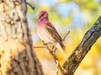 Low angle view of bird perching on branch