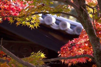 Low angle view of flowering plants on tree during autumn