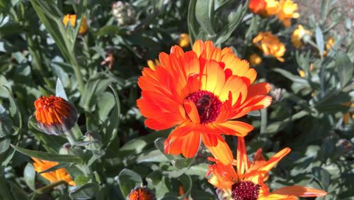 Close-up of orange flowers blooming outdoors