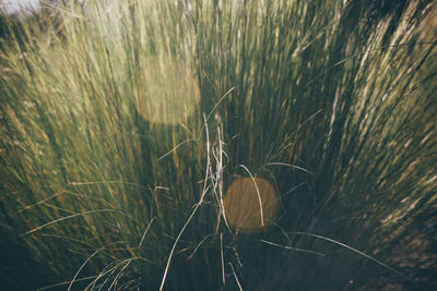 Close-up of stalks in field