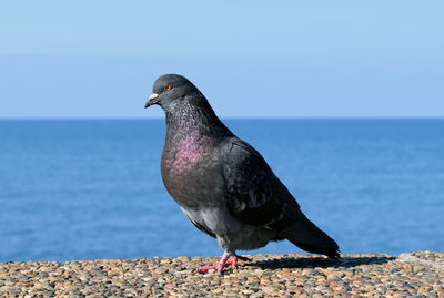 Close-up of bird perching on shore against sky