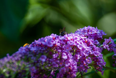 Close-up of bee pollinating on purple flower