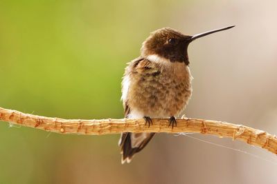 Close-up of bird perching on branch