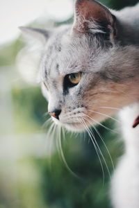 Close-up portrait of cat