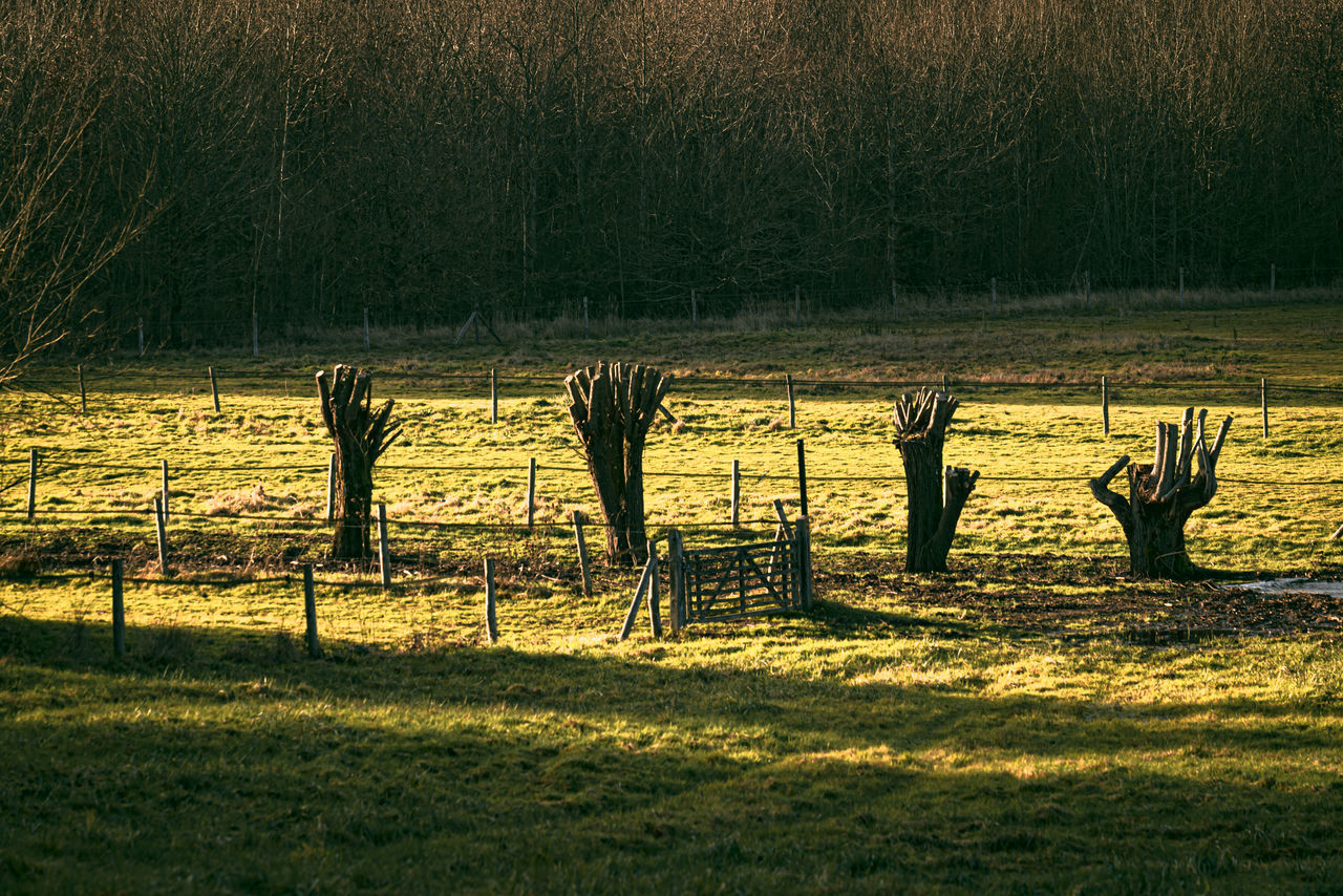 morning, nature, plant, tree, rural area, field, grass, land, sunlight, no people, animal, landscape, mammal, environment, animal themes, fence, natural environment, outdoors, beauty in nature, animal wildlife, day, agriculture, tranquility, shadow, reflection, tranquil scene, deer, plain, group of animals