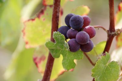 Close-up of grapes growing in vineyard