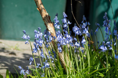 Close-up of purple flowering plants on field