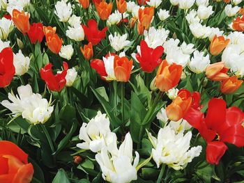 Full frame shot of red tulips