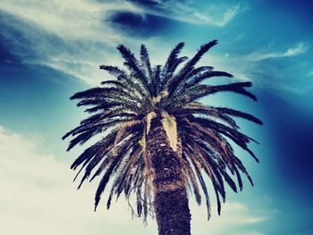 Low angle view of palm trees against sky
