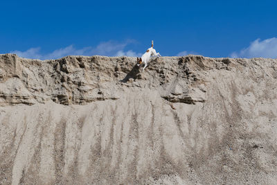 Low angle view of dog on sand dune