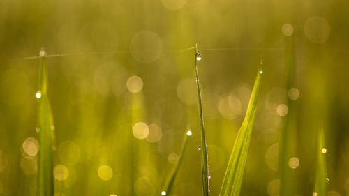 Close-up of dew drops on plants