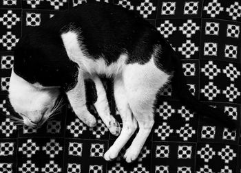 High angle view of a dog