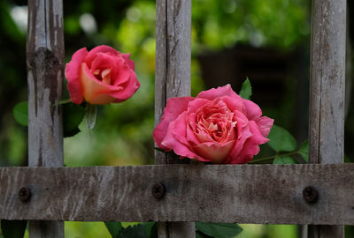 Close-up of pink rose blooming on wood