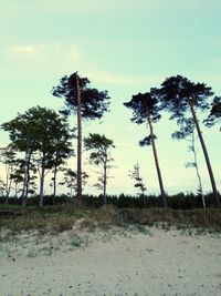 Low angle view of palm trees against sky