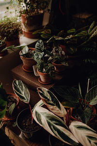 Plants collection in small millenials' rental flat, ceropegia, maranta, monstera, philodendron