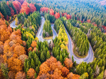 High angle view of pine trees in forest during autumn