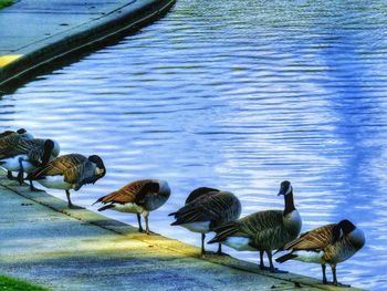 Ducks by lake