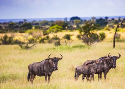 Portrait of wildebeest on land
