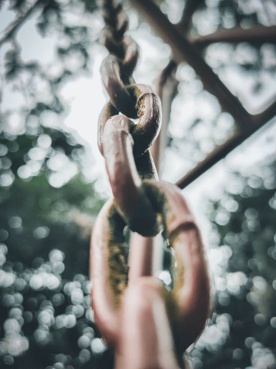 CLOSE-UP OF HAND HOLDING TREE