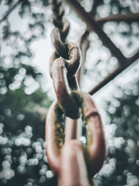 Close-up of hand holding plant