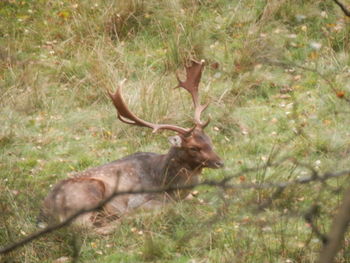 Deer in forest