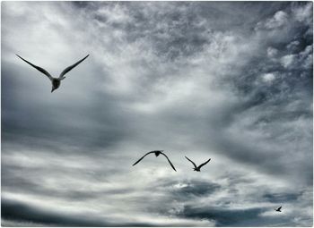 Low angle view of birds flying against cloudy sky