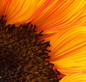 Close-up of yellow flower
