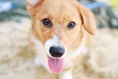 Close-up portrait of dog