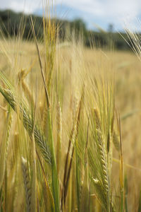 Close-up of stalks in field