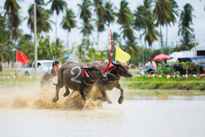 View of horse running on palm trees