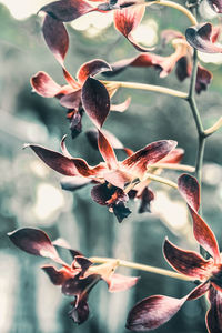 Close-up of flower on twig