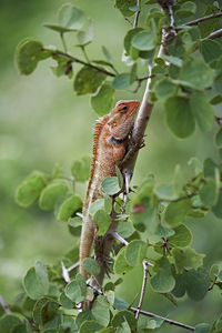 Close-up of a lizard on tree