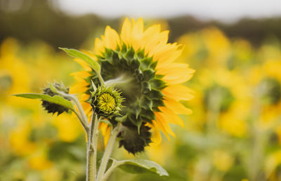 Close-up of sunflower on field