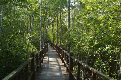 Footbridge amidst trees in forest