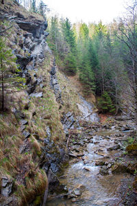 Stream flowing through forest