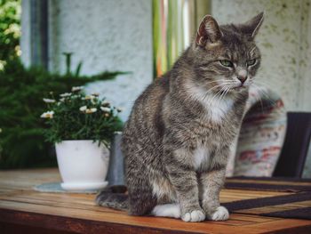 Cat sitting on table