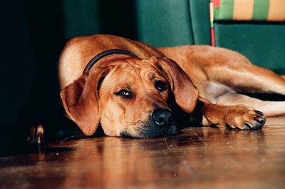 Dog lying on floor at home