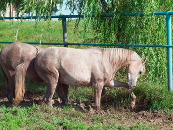 Side view of horse grazing on land