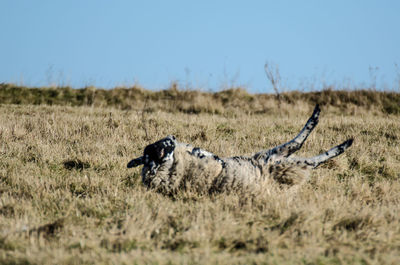 Sheep lying on field against clear sky